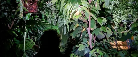 Das Bild zeigt einen Kakaobaum sowie weitere Grünpflanzen in den Pflanzenschauhäusern des BGR