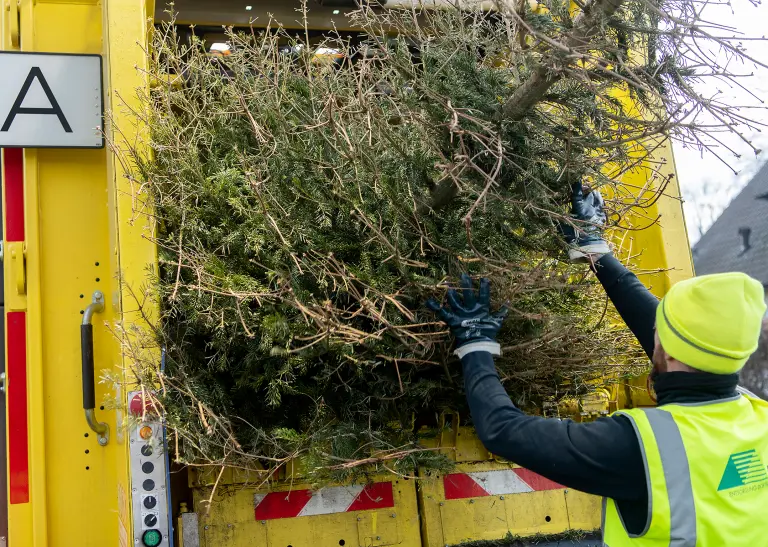 Die EDG Dortmund holt erneut kostenlos Weihnachtsbäume ab.