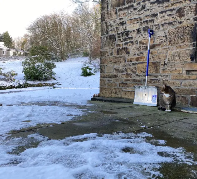 Katze vor Haus mit Schnee