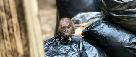 Ratte auf schwarzem Müllsack.
