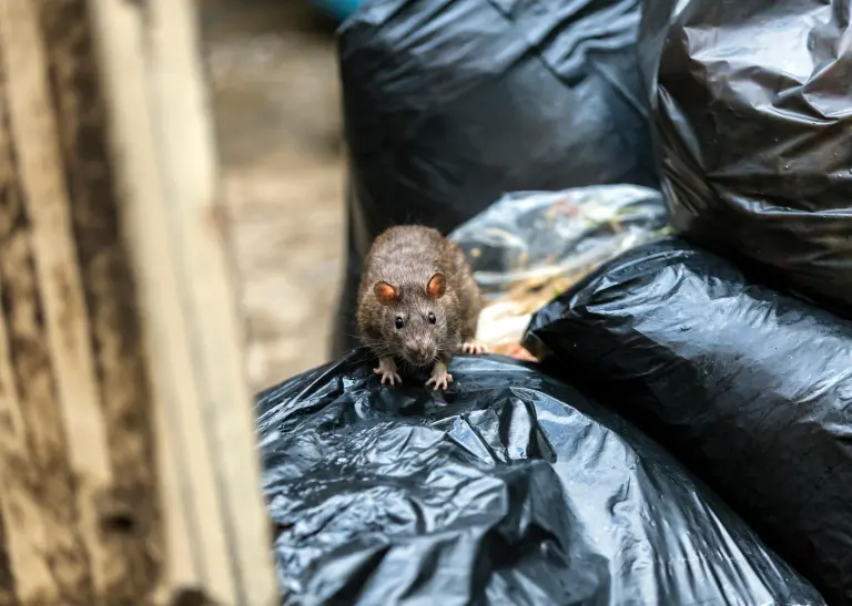 Eine Ratte auf Müllsäcken sitzend.