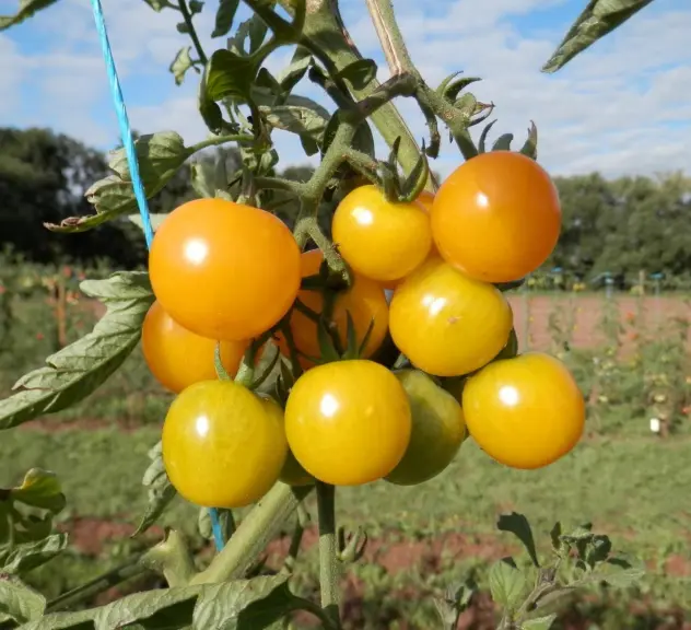 Im Vordergrund eine Tomatenpflanze mit noch unreifen Tomaten, im Hintergrund ein Feld mit noch mehr Tomatenpflangzen.