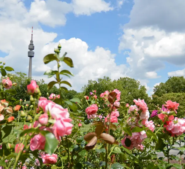 Blick auf Rosen und den Florianturm