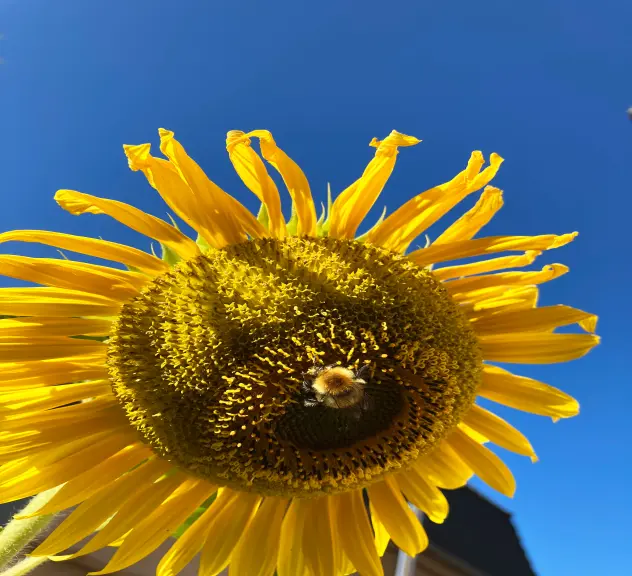 Eine Hummel an einer Sonnenblume