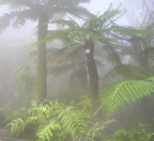 Pflanzen im Nebel im Farnhaus des Botanischen Gartens Rombergpark