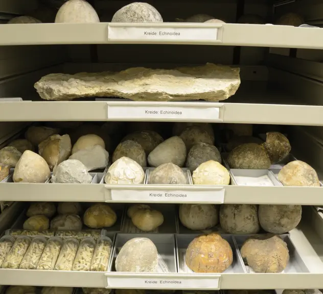 In der paläontologischen Sammlung findet sich ein ganzer Schrank mit Seeigeln aus der Kreidezeit.