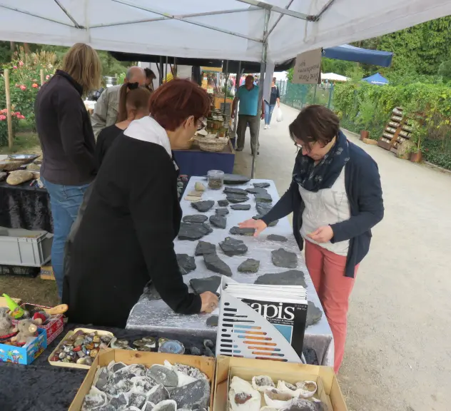 Der Förderverein beteiligt sich am Heidemarkt im Botanischen Garten Rombergpark und informiert über Fossilien und Mineralien.