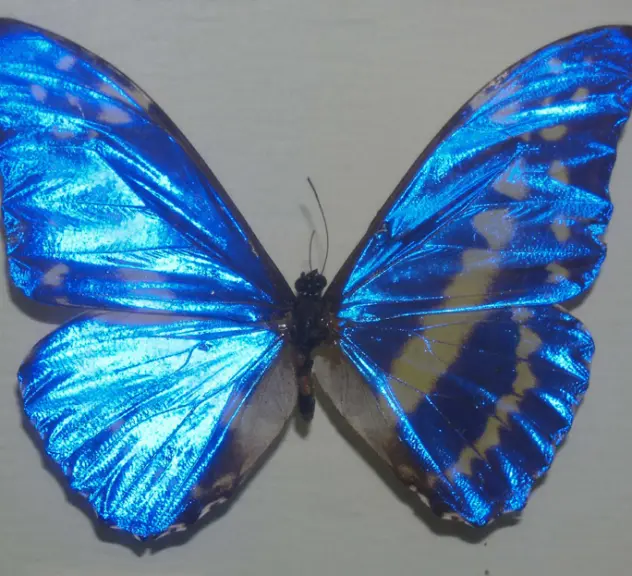 Ein prachtvoller Schmetterling aus der entomologischen Sammlung.