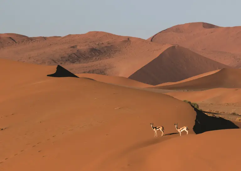 Zwei Springböcke in der Sahara