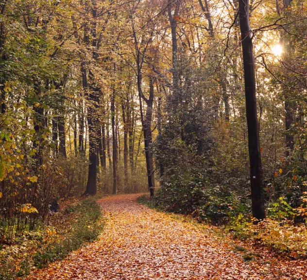 Dortmunder Süggelwald im Herbst