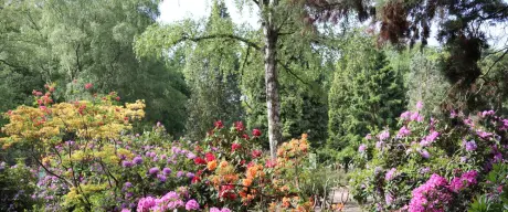 Ein lebendiges Panorama des Rhododendron- und Azaleengartens im Westfalenpark, übersät mit einer Vielfalt an blühenden Rhododendren und Azaleen in leuchtenden Farben, eingebettet in das natürliche Grün des Parks.