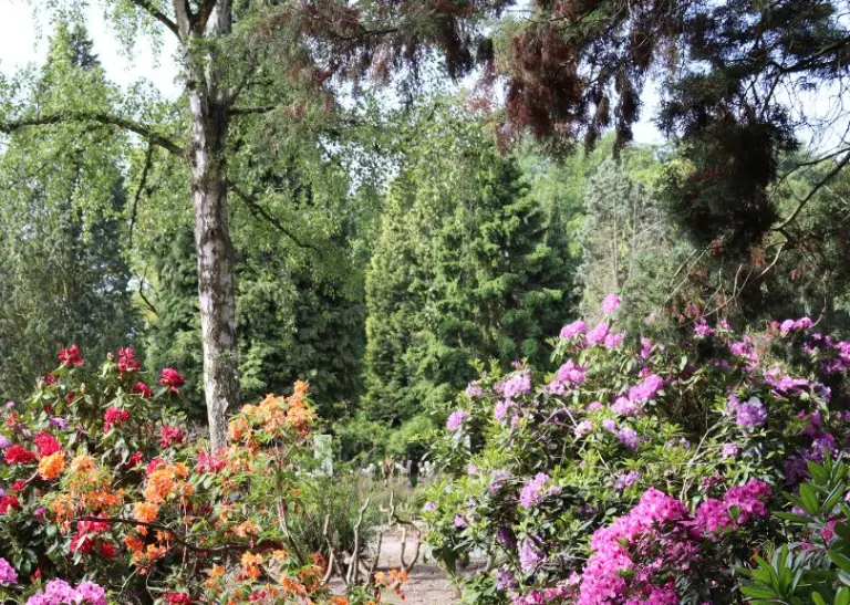 Ein lebendiges Panorama des Rhododendron- und Azaleengartens im Westfalenpark, übersät mit einer Vielfalt an blühenden Rhododendren und Azaleen in leuchtenden Farben, eingebettet in das natürliche Grün des Parks.