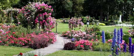  Ein atemberaubender Weg durch das Deutsche Rosarium im Westfalenpark, gesäumt von üppigen Rosenbögen und bunten Blumenbeeten in voller Blüte, bietet eine malerische Kulisse für Spaziergänge und Naturgenuss.