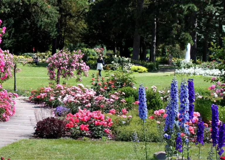  Ein atemberaubender Weg durch das Deutsche Rosarium im Westfalenpark, gesäumt von üppigen Rosenbögen und bunten Blumenbeeten in voller Blüte, bietet eine malerische Kulisse für Spaziergänge und Naturgenuss.