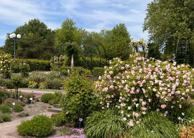 Der Rosenweg im Deutschen Rosarium Westfalenpark präsentiert sich als malerischer Pfad, gesäumt von diversen Rosenarten in voller Blüte, eine Oase der Farben und Düfte, die zum Verweilen und Genießen einlädt.