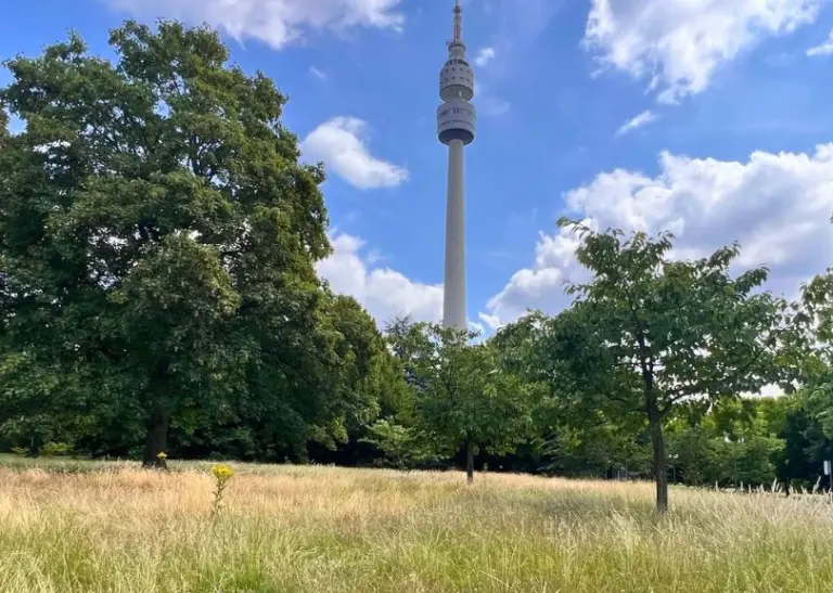 Eine weitläufige Wiese im Westfalenpark Dortmund, umgeben von alten Bäumen mit dem markanten Fernsehturm, der sich in den blauen Himmel erhebt, illustriert die ruhige und naturnahe Atmosphäre des Parks.