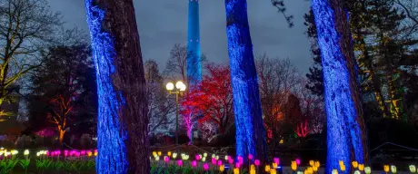 Faszinierendes Winterleuchten im Westfalenpark mit leuchtenden Tulpen und in Pink illuminierten Bäumen vor dem Hintergrund des Dortmunder Fernsehturms bei Dämmerung