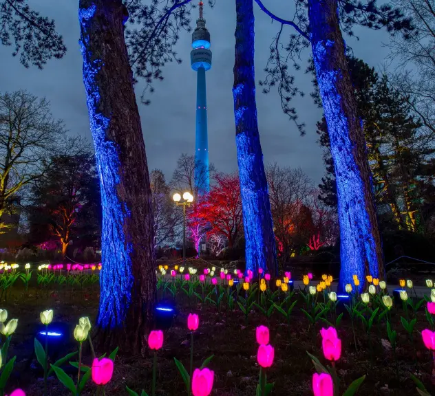 Faszinierendes Winterleuchten im Westfalenpark mit leuchtenden Tulpen und in Pink illuminierten Bäumen vor dem Hintergrund des Dortmunder Fernsehturms bei Dämmerung