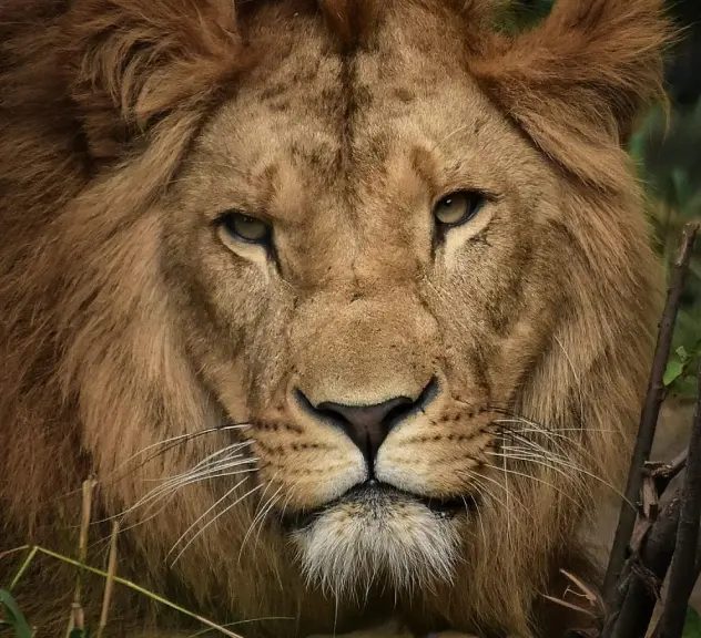 Portraitaufnahme eines männlichen Löwen mit langer Mähne, der direkt in die Kamera schaut 