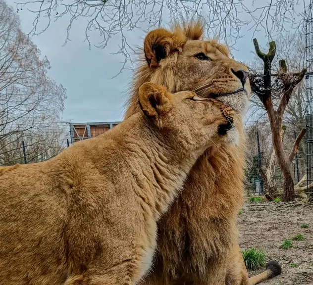 Ein Löwe sitzt aufrecht und schaut zur Seite, während eine Löwin ihren Kopf an seinem Hals reibt