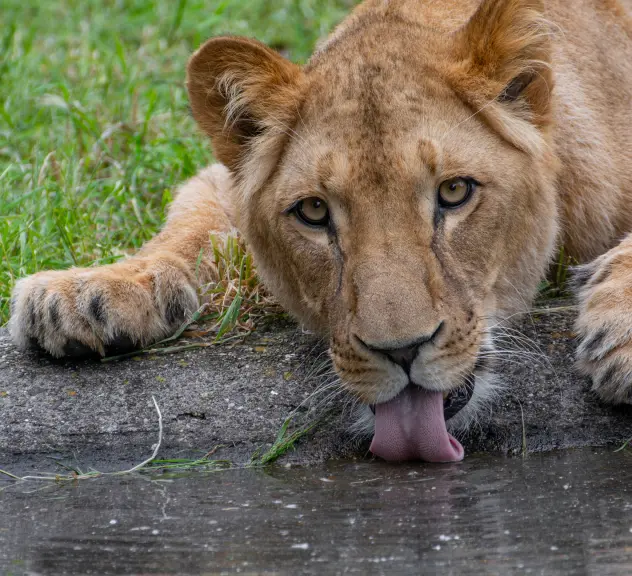 Eine Löwin liegt an einem Teich und trinkt daraus, während sie in die Kamera blickt
