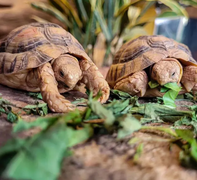 Zwei kleine braune Schildkröte essen Salat