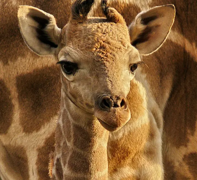 Ein Giraffen-Jungtier schaut in die Kamera. Im Hintergrund sieht man das Fell einer größeren Giraffe.