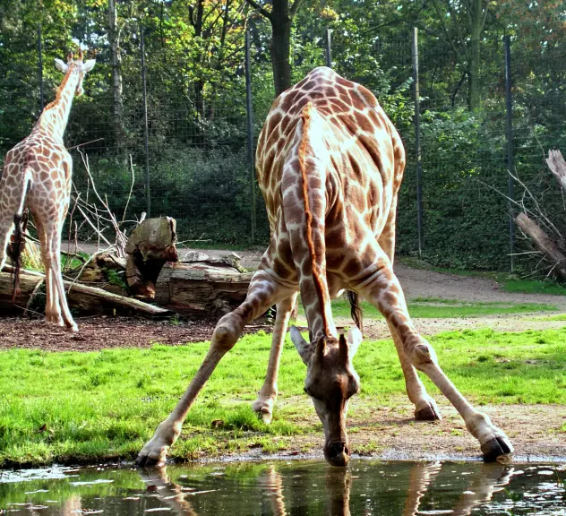 Eine Giraffe beugt sich mit gespreizten Beinen runter zu einem Teich und trinkt daraus