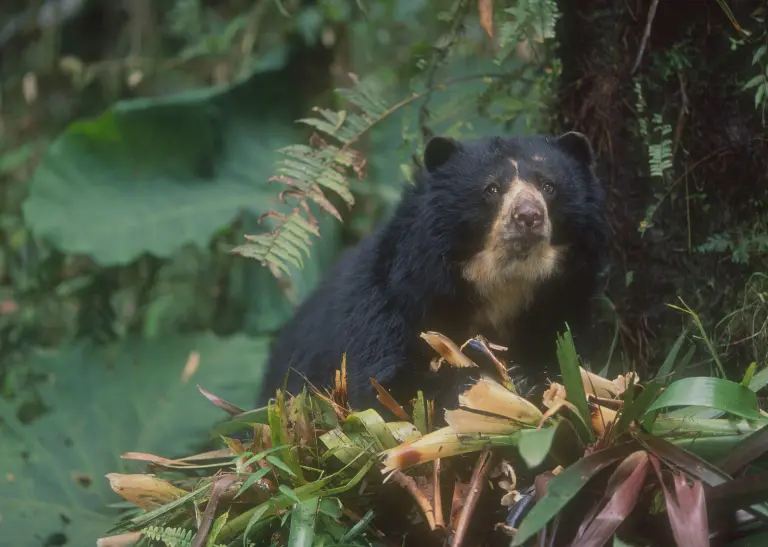 Ein Andenbär mit schwarzem Fell und heller Schnauze im Dschungel