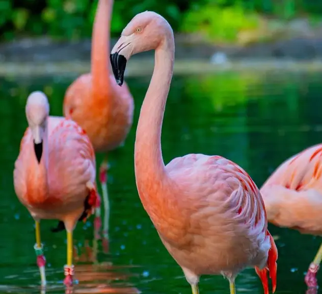 Rosa Flamingos stehen im Wasser eines Teiches in grüner Umgebung