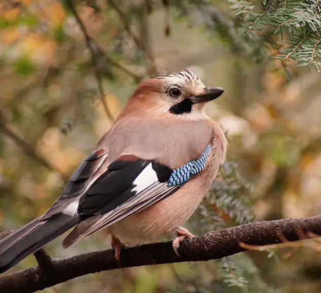 Kleiner brauner Singvogel mit einer auffälligen blauen Feder sitzt auf einem Ast