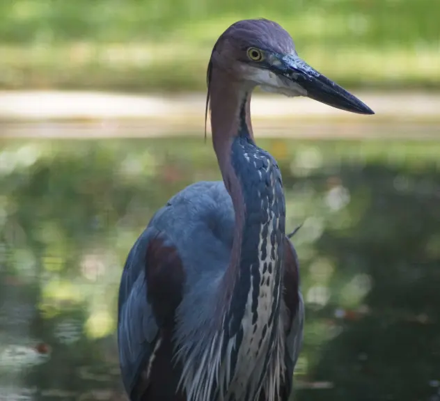Ein großer Schreitvogel mit Gefieder in grau-, blau- und lilatönen steht auf einer Wiese