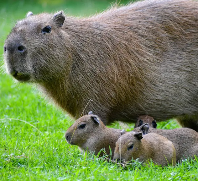Ein Capybara (Wasserschwein) mit seinen drei Jungtieren
