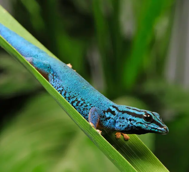blaue Echse sitzt auf einem Stechpalmenblatt vor grünem Hintergrund