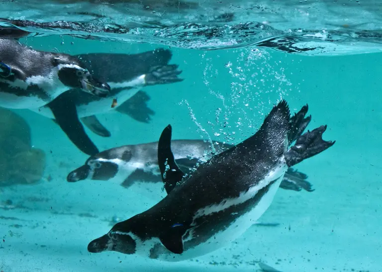 Vier Humboldtpinguine schwimmen unter Wasser