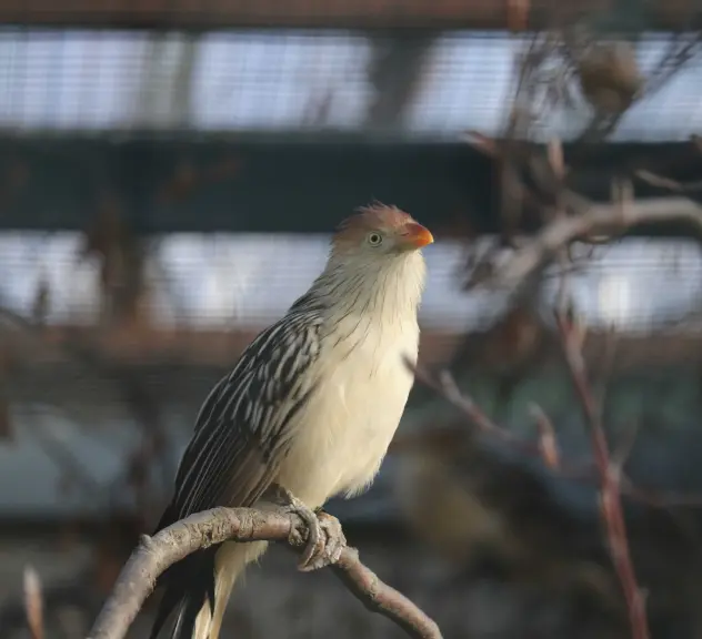 Kleiner Vogel mit orangenem Schnabel, rötlichem Gefieder auf dem Kopf und weiß-schwarzem Gefieder am Körper