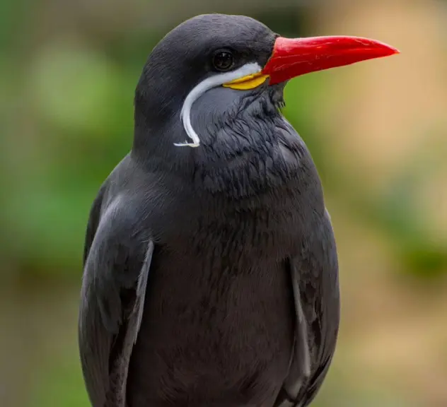 schwarzer Vogel mit rotem Schnabel