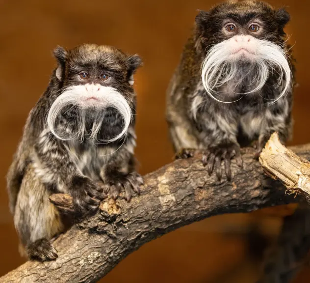 Zwei kleine Affen mit langem weißen Schnurrbart sitzen auf einem Ast und schauen in die Kamera 