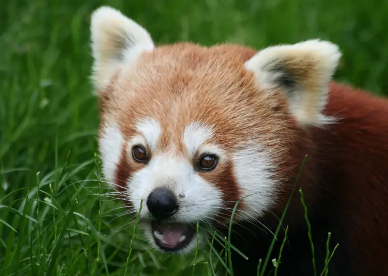 Kleiner weiß-brauner Panda steht auf einer Wiese und schaut mit offenem Mund freundlich Richtung Kamera