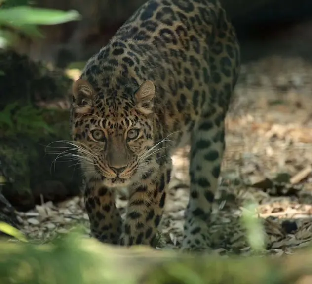 Ein Leopard geht über Laub und visiert einen Punkt an