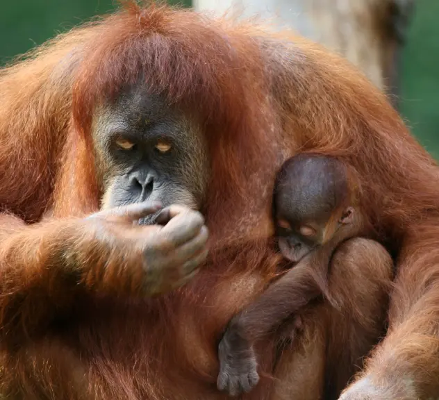 Ein Orang-Utan Weibchen sitzt gebeugt und hat im linken Arm ein Orang-Utan-Baby, das sich an die Mutter klammert