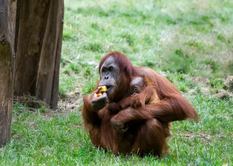 Orang-Utan Weibchen mit Baby auf dem Arm sitzt auf einer Wiese und isst Früchte