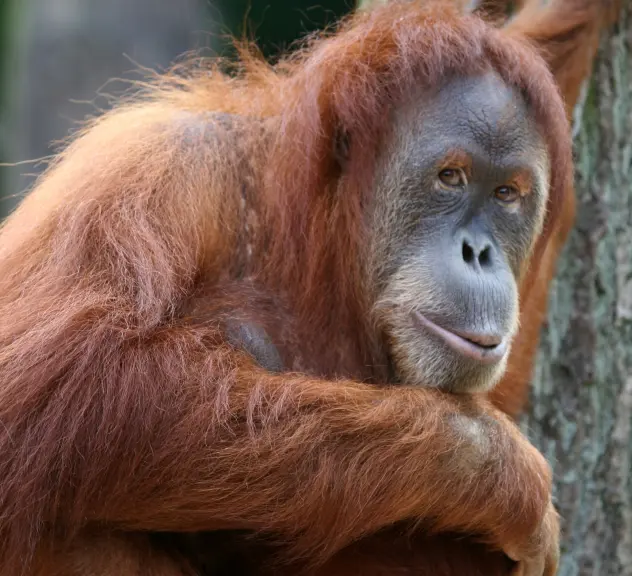 Ein Orang-Utan im Portrait schaut zur Seite und hält sich mit der linken Hand an einem Baum fest 