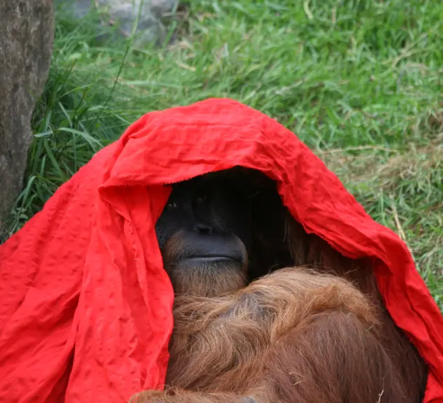 Ein Orang-Utan sitzt auf einer Wiese und hat seinen Kopf und seinen Körper mit einem roten Tuch bedeckt