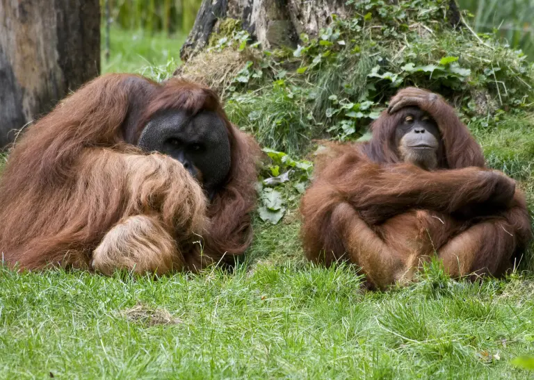 Zwei Orang-Utans sitzen nebeneinander auf einer Wiese, der linke hat den Kopf gesenkt und schaut auf seinen Arm, der rechte hat eine Hand auf seinen Kopf gelegt