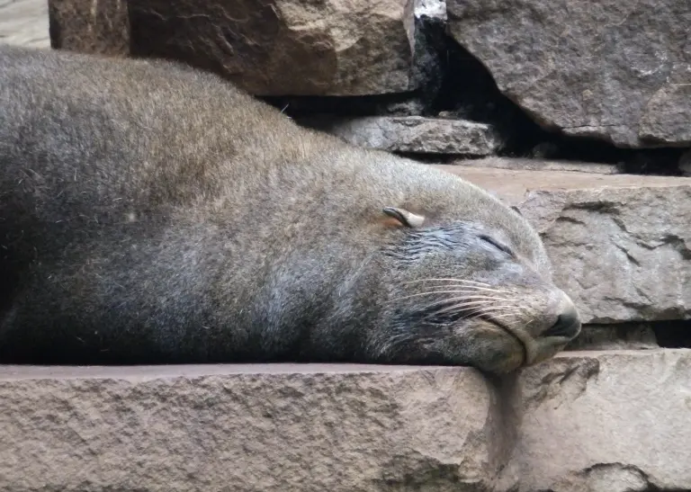 Ein Seebär liegt mit geschlossenen Augen lächelnd auf einem Steinuntergrund