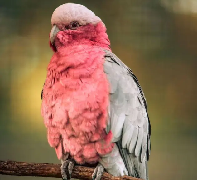 Rosa-grauer Vogel sitzt auf einem Ast