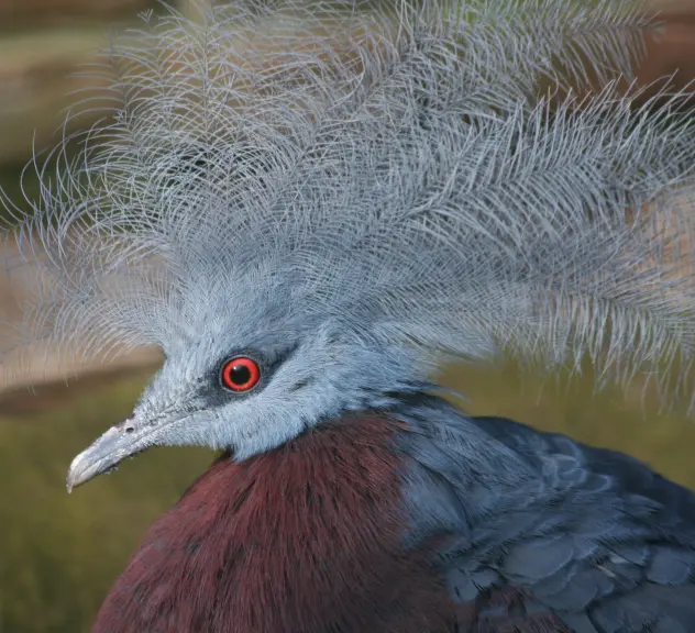 Vogel mit rot-blauem Gefieder am Körper und hellgrauem Gefieder am Kopf, auf dem Kopf ein auffälliger grauer Federnschmuck, der nach oben und zu den Seiten absteht