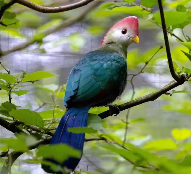 Blauer Vogel mit hellem Kopf und rosa Kamm sitzt auf einem Ast