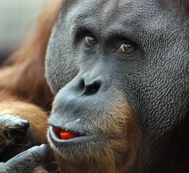 Nahaufnahme vom Gesicht eines Orang-Utans, der etwas rotes im Mund hat und mit seiner Hand sein Kinn berührt